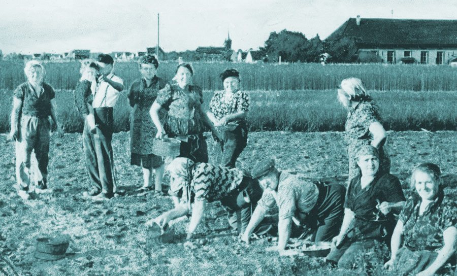 Landwirtschaft in der Otterstadter Arbeitswelt